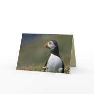 Who's There Puffin card