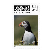 Who's There Puffin postage