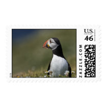 Who's There Puffin postage