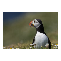 Who's There Puffin posters