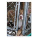 Why? Greeting Cards