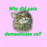 Why did cats domesticate us? tee shirts