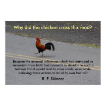 Why Did The Chicken Cross? - poster