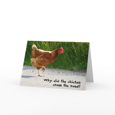 A Rhode Island Red egg layer