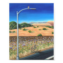why did the coyote cross the road? posters by selenium1 why did the coyote cross the road? posters
