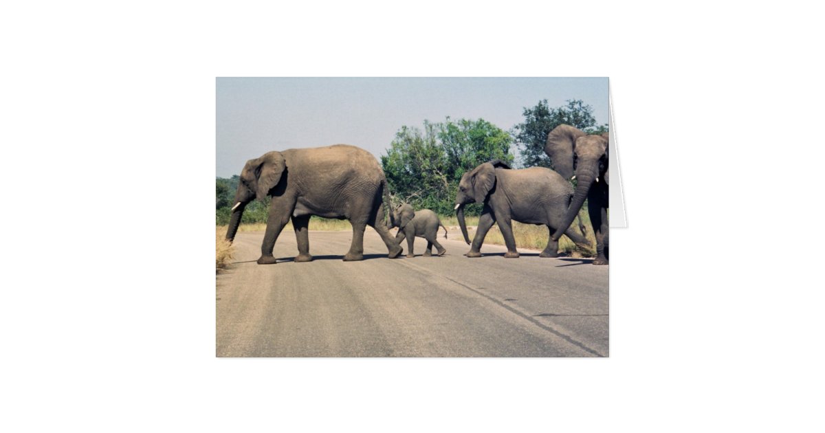 why-did-the-elephant-cross-the-road-2-card-zazzle