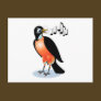 Wide eyed Red Breasted Robin Singing