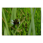 Widow Skipper Dragonfly Card