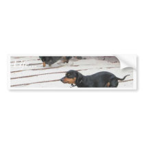 Wiener Dogs Races bumper stickers by lifesphere Wiener Dogs Races bumper stickers