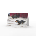 Wiener Dogs Races Cards