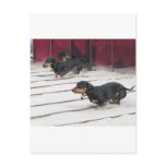 Wiener Dogs Races Postcards