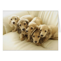 Wiener puppies greeting card