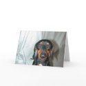 Wiener Words cards