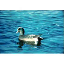 Wigeon photo sculptures by animalpark Wigeon photo sculptures