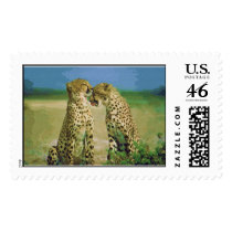 Wild Affection (Stamps)