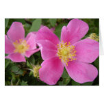 Wild Alberta Roses cards