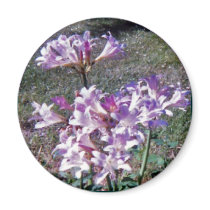 WILD AMARYLLIS magnets by KABSANNIE WILD AMARYLLIS magnets