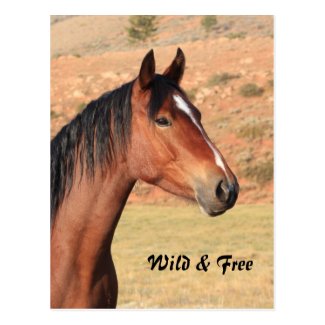 Wild and Free Mustang Postcard