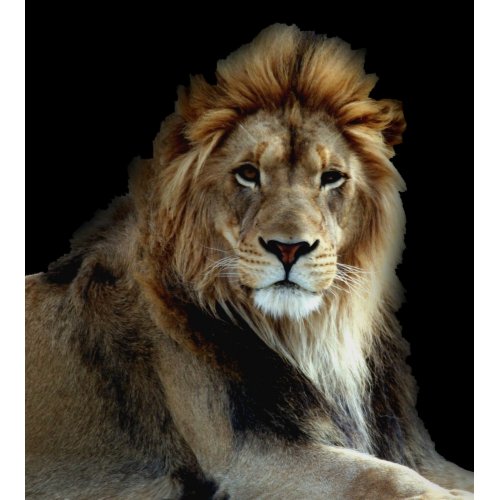 Wild Animal Park Lions print