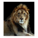 Wild Animal Park Lions posters by JudsonJoyce Wild Animal Park Lions posters