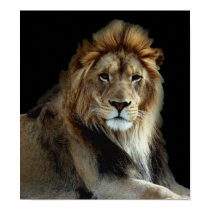 Wild Animal Park Lions posters