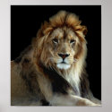 Wild Animal Park Lions posters