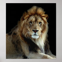 Wild Animal Park Lions Posters