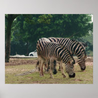 Wild animal zoo, zebras posters