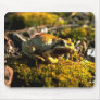Wild Animals 11 Mouse Pads