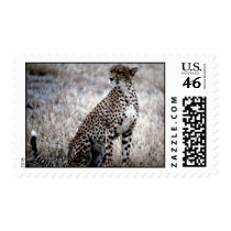 wild animals 141 stamps