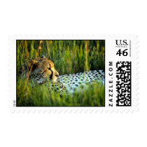 wild animals 158 postage