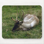 Wild Animals 16 Mouse Pad