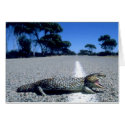 Wild Animals 18 cards