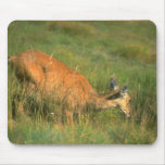 Wild Animals 23 Mouse Pads