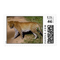 wild animals 23 stamps