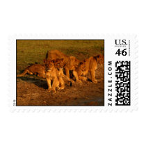 wild animals 299 postage