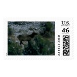 Wild Animals 2 stamps