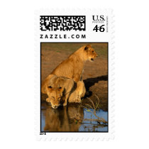 wild animals 300 postage