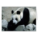 Wild Animals 72 cards