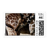 wild animals 72 stamps