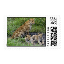 wild animals 87 stamps