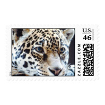 wild animals 88 postage