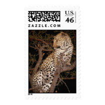wild animals 89 postage