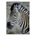 Wild Animals 95 cards
