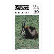 Wild Animals 98 postage