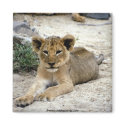 Wild Animals baby lion cub magnets by mickeyelvis128 Wild Animals baby lion cub magnets