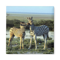 Wild Animals baby Zebra's magnets