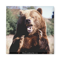 Wild animals brown bear magnets