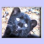 Wild Animals Calender 2012 calendars