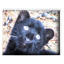 Wild Animals Calender 2012 Wall Calendar